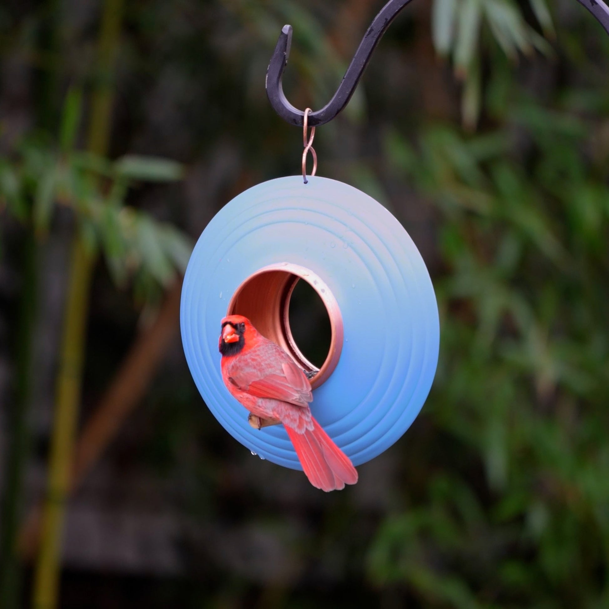 Azure Fly-Thru™ Bird Feeder, Copper Accents, Multiple Perches - Good Directions