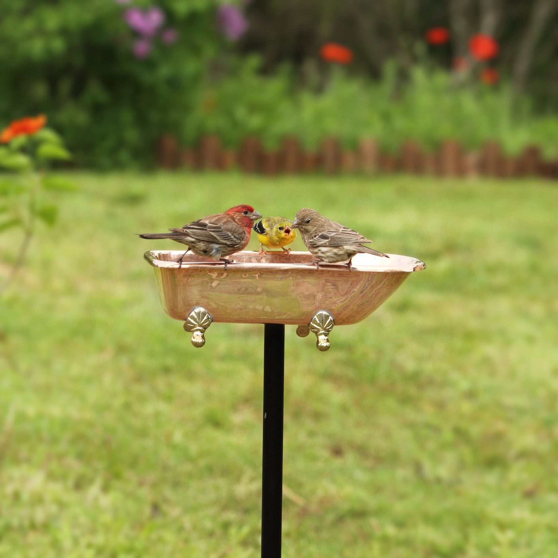 Splish Splash Birdbath, Copper - Good Directions
